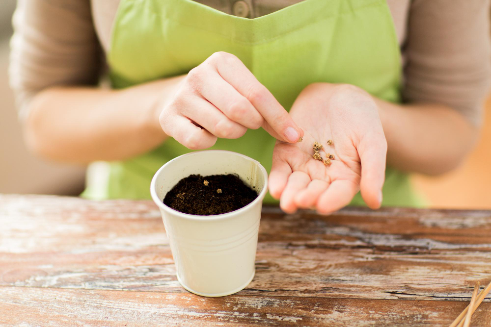 astuces efficaces pour planter un noyau de mangue pour réussir sa germination