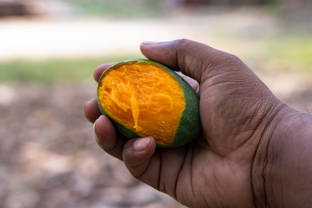 astuces pour planter un noyau de mangue pour réussir sa germination
