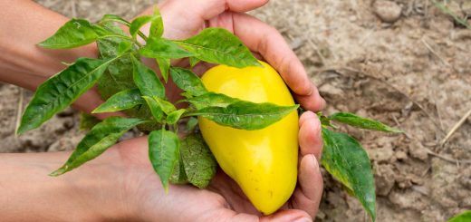 sens planter un noyau de mangue pour réussir sa germination