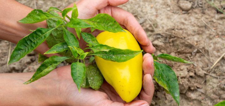 sens planter un noyau de mangue pour réussir sa germination