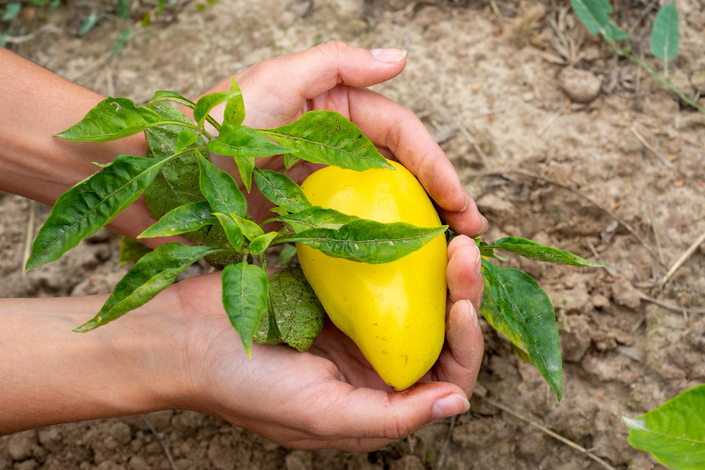 sens planter un noyau de mangue pour réussir sa germination